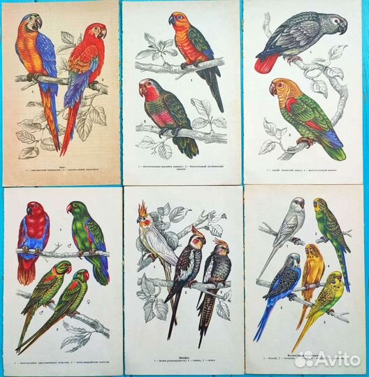 Иллюстрации попугаи, открытки птицы