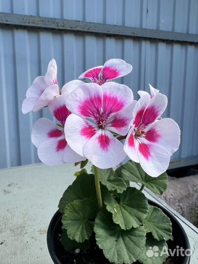 Герань пеларгония