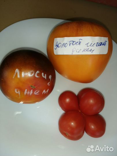 Семена томатов