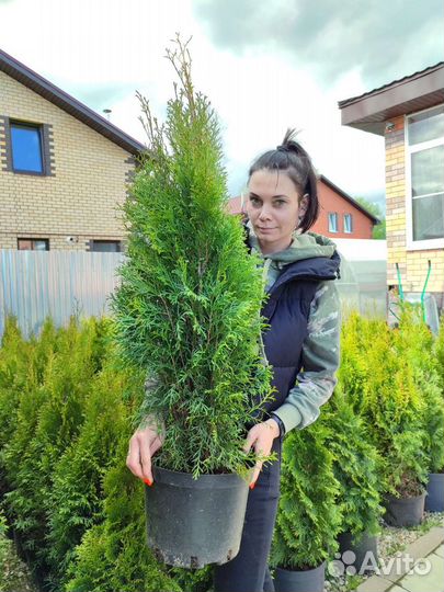 Туя смарагд от 60 - 120 см