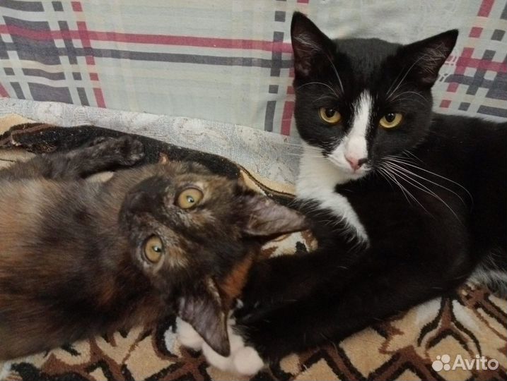 Котёнок в самые добрые руки