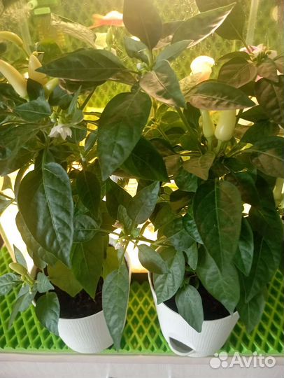 Комнатный перец