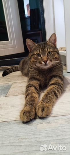 Милый котик в добрые руки