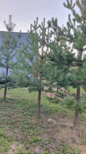 Дом 40 м² на участке 12 сот.