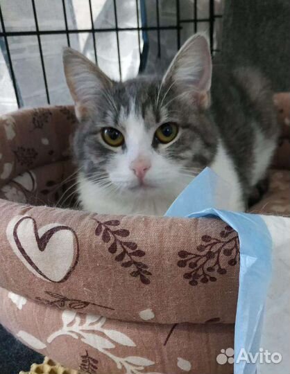 Ласкучие кото-девочки Виринея и Беляночка ищут дом