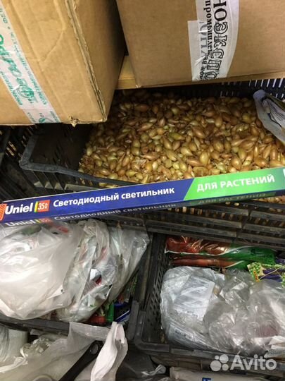 Фитолампы для растений