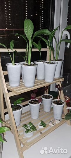 Фиалка, аихризон, спатифиллум