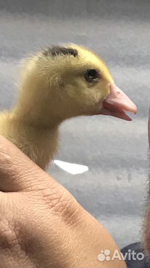 Утята суточные