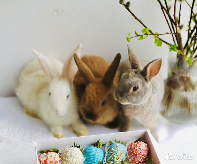 Породистые декоративные Крольчата