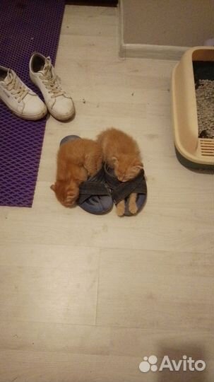 Отдам в добрые руки