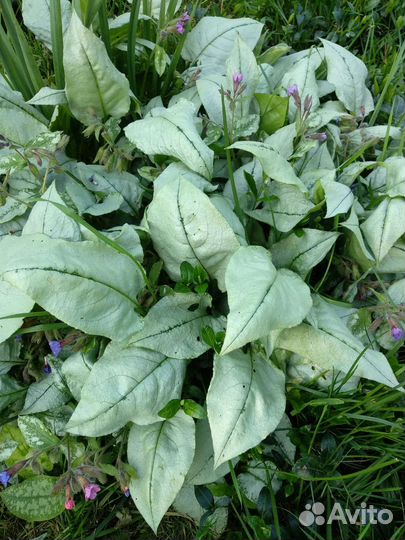 Бузульники,медуницы и др