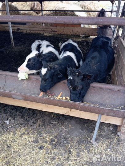 Продам бычков