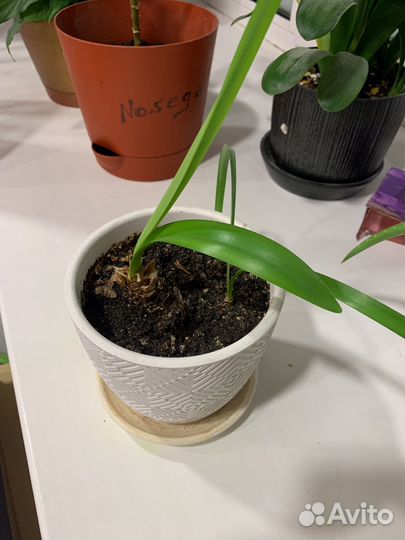 Какой то цветок