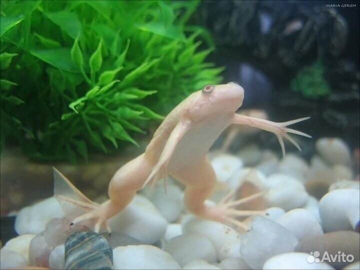 Шпорцевая лягушка