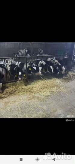 Бычки и быки