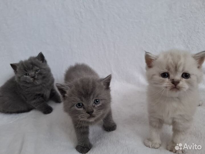 Британская