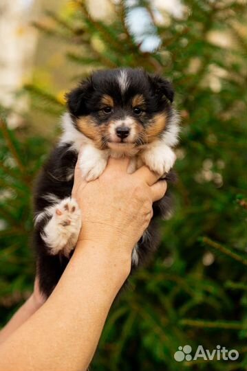 Щенки шелти