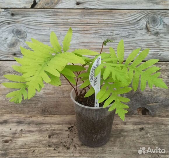 Папоротники -Оноклея, Кочедыжник, Страусник