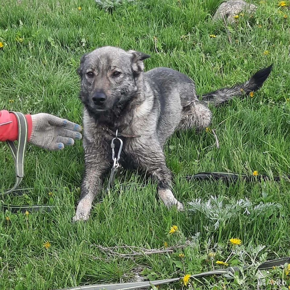 собака дымок