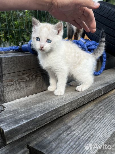 Котенок белый