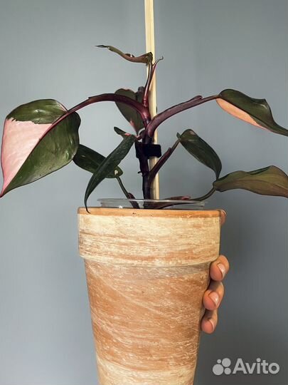 Филодендрон розовая принцесса