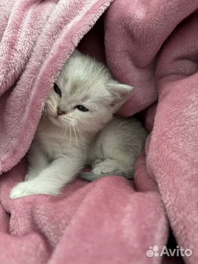 Шотландская серебристая шиншилла