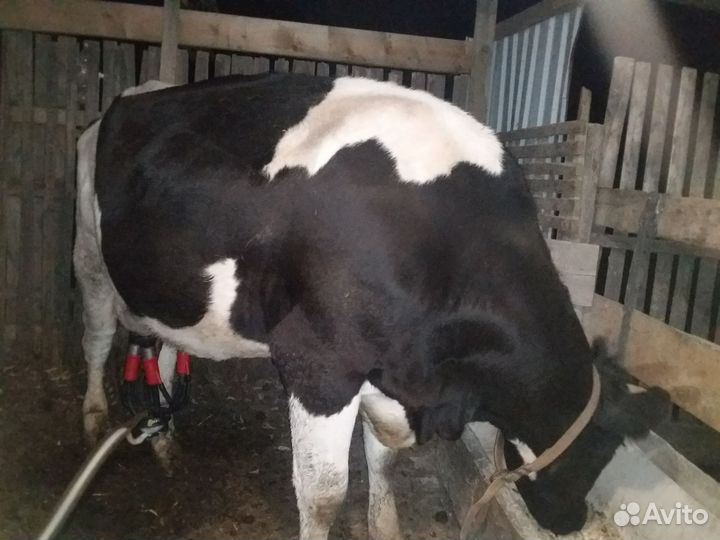 Корова первотелка