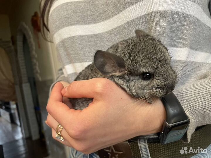 Шиншилла