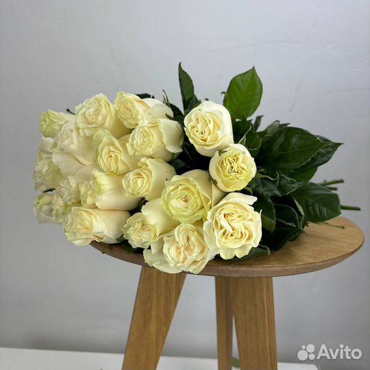 Розы сорта Мондиал