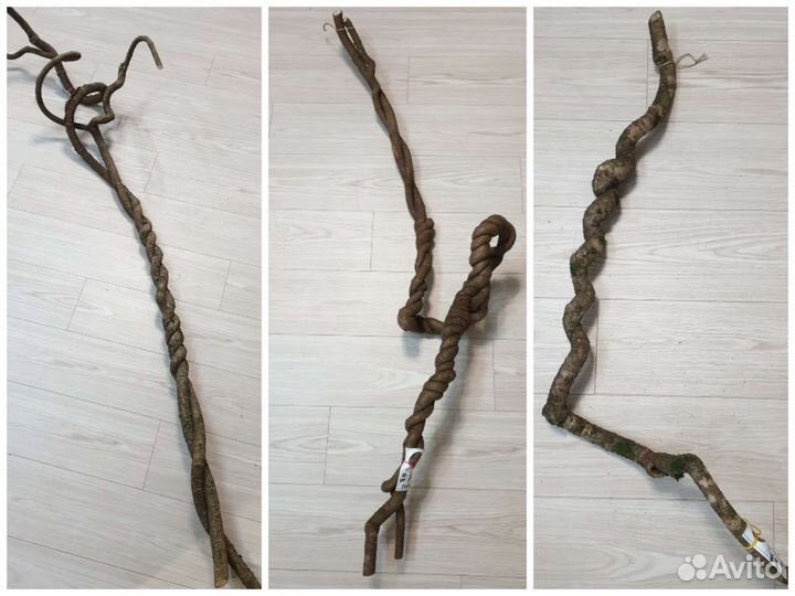 Лиана субтропическая для террариума