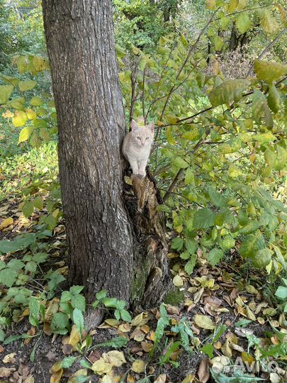 Кошки в добрые руки