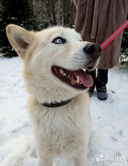 Шикарный Джульбарс