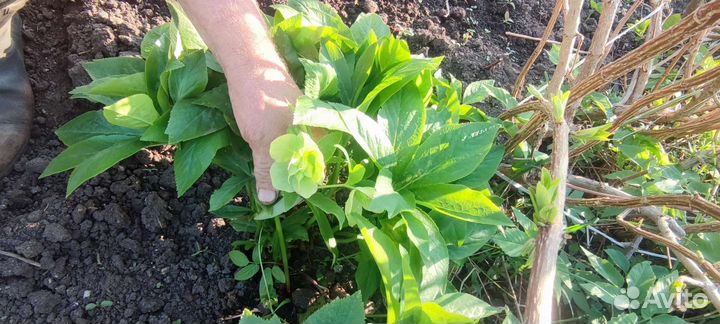 Морозник многолетник