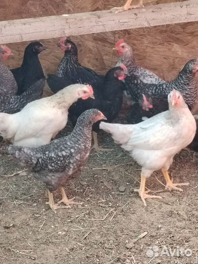 Куры и петухи 2-х месячные доминанты