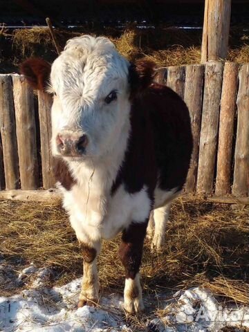 село бурхун. кафе веста тулун. кафе город тулун. бычок зверь. 2 месячный бычок.