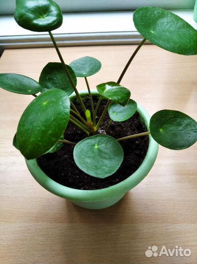 Пилея пеперомиевидная