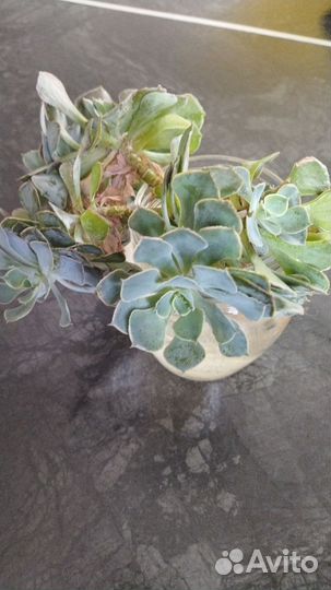 Суккуленты