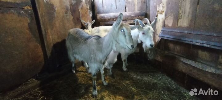 Козы дойные, козлята на мясо