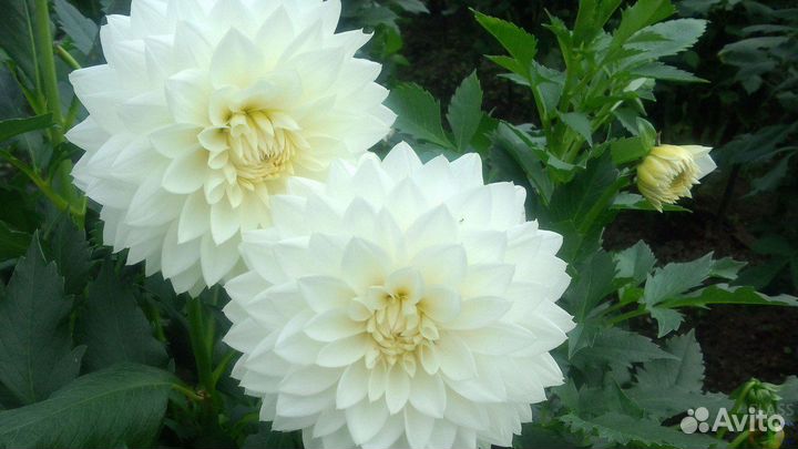 Георгины клубни