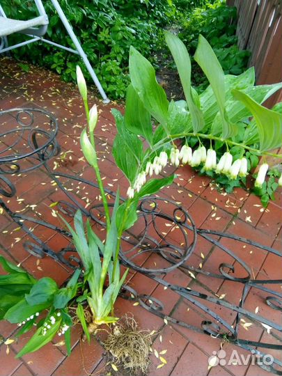 Многолетники, рассада