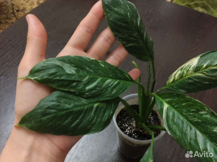 Спатифиллум даймонд