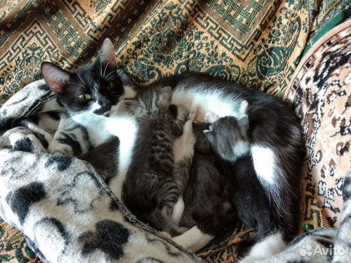 Котята в добрые руки