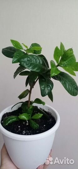 Гардения жасминовидная с бутонами