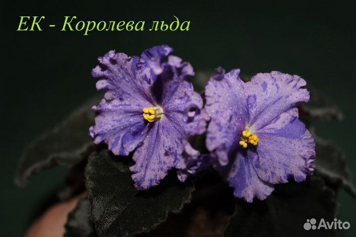 Сортовые фиалки