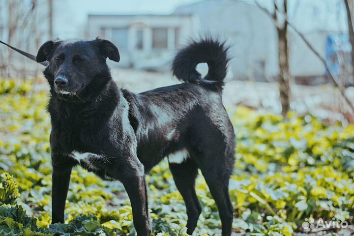Собака в добрые руки