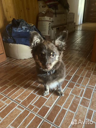 Папийон девочка, 4 мес