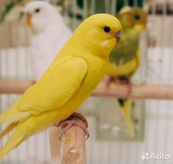 Попугай волнистый птенцы 1.5 мес