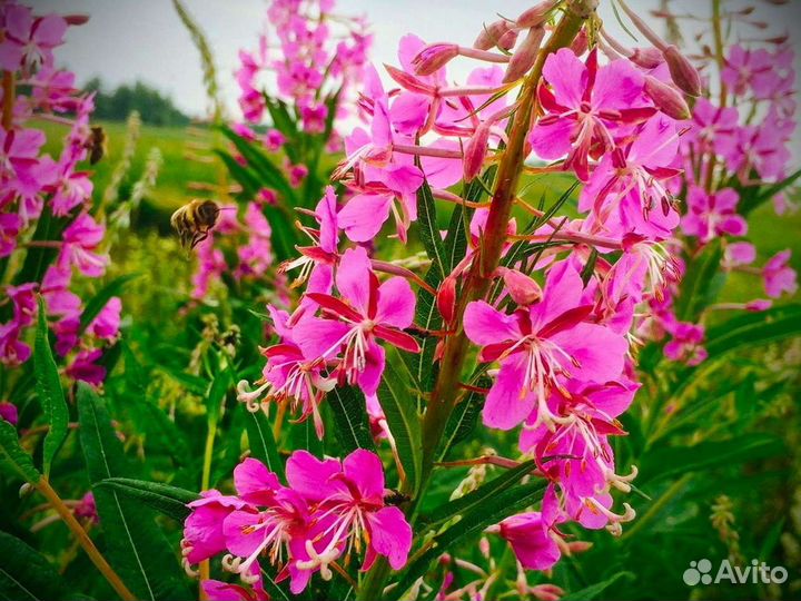 Иван чай 1кг 2023 натуральнейший, по правилам