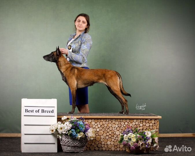 Кинолог. Дрессировка собак. Хендлинг