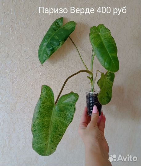 Сингониумы и другие